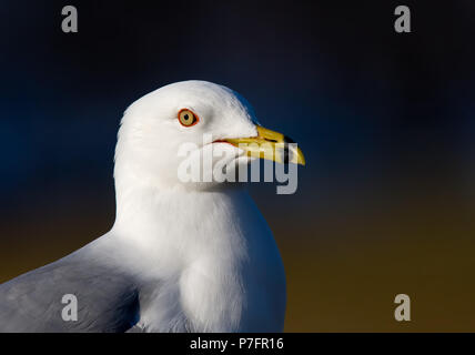 Ring-billed Seagull closeup in Kanada Stockfoto