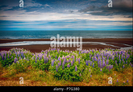 Juni 9, 2018: Nootka Lupine Wildblumen in Hülle und Fülle mit Blick auf das Meer, in der Nähe von Grönland Asbyrgi, North Island blühen Stockfoto