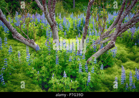 Juni 9, 2018: Nootka Lupine Wildblumen auf weichem Waldboden in der Nähe von Hallormsstadur, Osten Island blühen Stockfoto