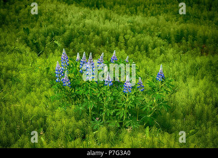 Juni 9, 2018: Nootka Lupine Wildblumen auf weichem Waldboden in der Nähe von Hallormsstadur, Osten Island blühen Stockfoto