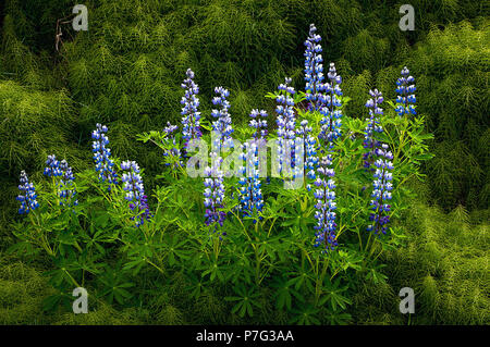 Juni 9, 2018: Nootka Lupine Wildblumen auf weichem Waldboden in der Nähe von Hallormsstadur, Osten Island blühen Stockfoto