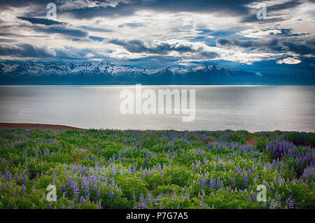 Husavik, North Island. 8. Juni 2018. Nootka Lupine Wildblumen in Hülle und Fülle blühen entlang dem Fjord nördlich von Husavik, North Island. Credit: Csm/Alamy leben Nachrichten Stockfoto