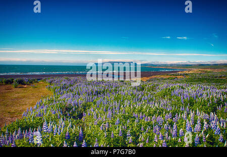 Juni 9, 2018: Nootka Lupine Wildblumen in Hülle und Fülle mit Blick auf das Meer, in der Nähe von Grönland Asbyrgi, North Island blühen Stockfoto