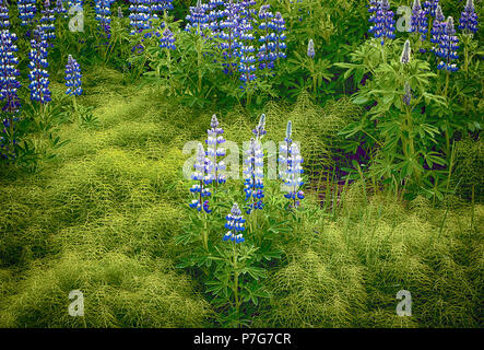 Juni 9, 2018: Nootka Lupine Wildblumen in Fülle auf einem weichen Waldboden in der Nähe von Hallormsstadur, Osten Island blühen Stockfoto