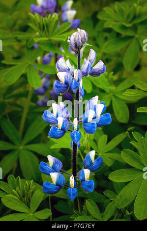 Juni 9, 2018: Nootka Lupine Wildblumen in Fülle auf einem weichen Waldboden in der Nähe von Hallormsstadur, Osten Island blühen Stockfoto
