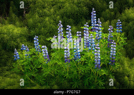 Juni 9, 2018: Nootka Lupine Wildblumen in Fülle auf einem weichen Waldboden in der Nähe von Hallormsstadur, Osten Island blühen Stockfoto