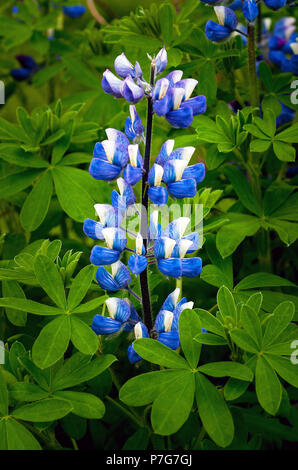 Juni 9, 2018: Nootka Lupine Wildblumen in Fülle auf einem weichen Waldboden in der Nähe von Hallormsstadur, Osten Island blühen Stockfoto