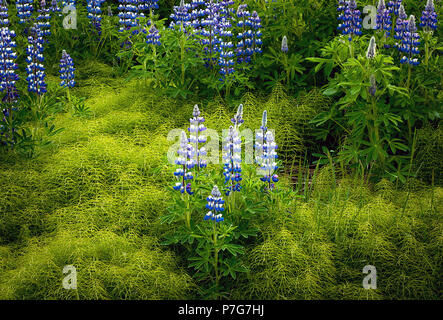 Juni 9, 2018: Nootka Lupine Wildblumen in Fülle auf einem weichen Waldboden in der Nähe von Hallormsstadur, Osten Island blühen Stockfoto