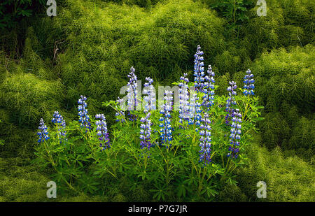 Juni 9, 2018: Nootka Lupine Wildblumen in Fülle auf einem weichen Waldboden in der Nähe von Hallormsstadur, Osten Island blühen Stockfoto