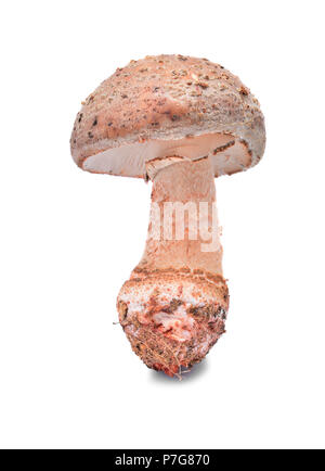 Amanita rubescens, die blusher Pilz auf weißem Hintergrund Stockfoto