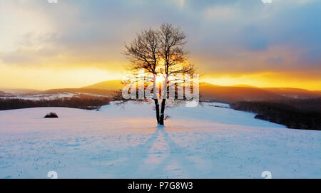 Allein Baum im Winter Sonnenuntergang Stockfoto
