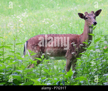 Whitetail deer doe und fawn in beanfield am späten Abend Stockfoto