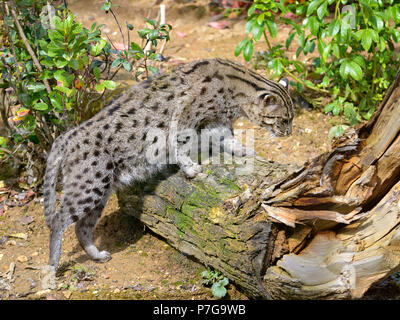 Angeln cat (Prionailurus viverrinus) auf Baumstamm Stockfoto