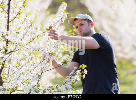 Junge Landwirt Analysen Blume Cherry Orchard mit blühenden Bäumen im Frühjahr Stockfoto