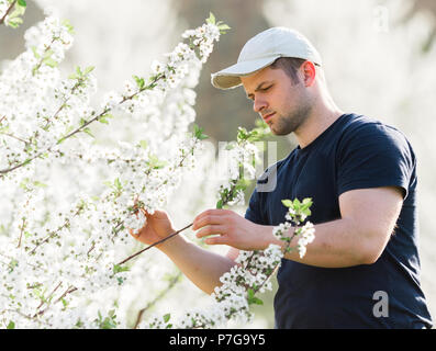 Junge Landwirt Analysen Blume Cherry Orchard mit blühenden Bäumen im Frühjahr Stockfoto