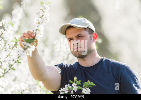 Junge Landwirt Analysen Blume Cherry Orchard mit blühenden Bäumen im Frühjahr Stockfoto