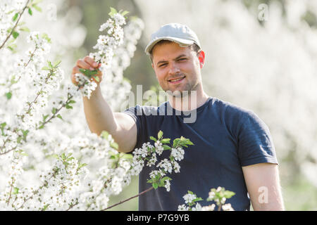 Junge Landwirt Analysen Blume Cherry Orchard mit blühenden Bäumen im Frühjahr Stockfoto