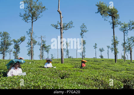 Valparai, Indien - 8. März 2018: Estate Workers clipping Teebüschen in einem frühen Stadium des Wachstums auf die Ernteerträge erhöhen Stockfoto