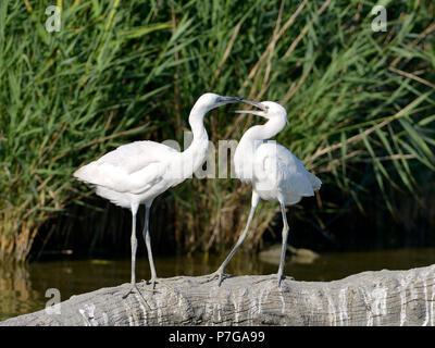 Zwei kleine Silberreiher (Egretta garzetta) auf Stamm Baum, in der Camargue ist ein natürlicher Region südlich von Arles, Frankreich, zwischen dem Mittelmeer Stockfoto