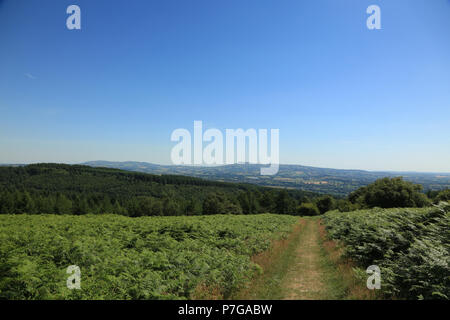 Mortimer Wald in der Nähe von Ludlow, Shropshire, England, UK. Stockfoto