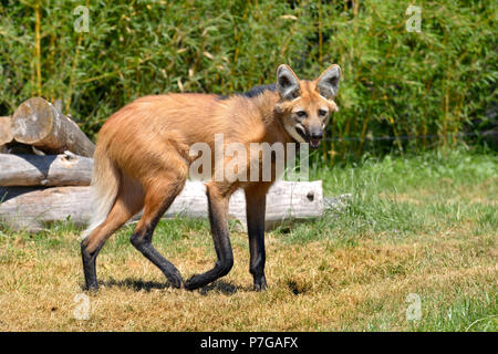 Mähnenwolf (Chrysocyon Brachyurus) zu Fuß auf Gras und vom Profil gesehen, den offenen Mund Stockfoto