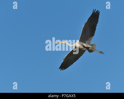 Graureiher (Ardea cinerea) im Flug von unten auf tke blauen Hintergrund gesehen, in der Camargue ist ein natürlicher Region südlich von Arles, Frankreich, zwisch entfernt Stockfoto