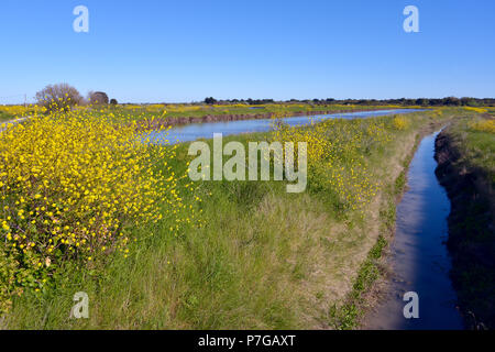 Marsh in Ile de Ré mit gelben Blüten von Schwarzer Senf (Brassica nigra), im Département Aisne und im Südwesten von Frankreich. Stockfoto