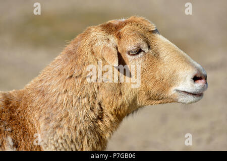 Profil-Porträt-Schafe von Kamerun Ovis aries Stockfoto