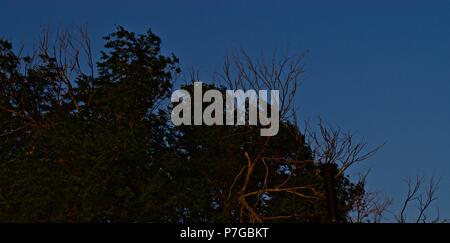 Ulme, Baumstümpfe, und Sonnenuntergang, Canyon, Texas Stockfoto