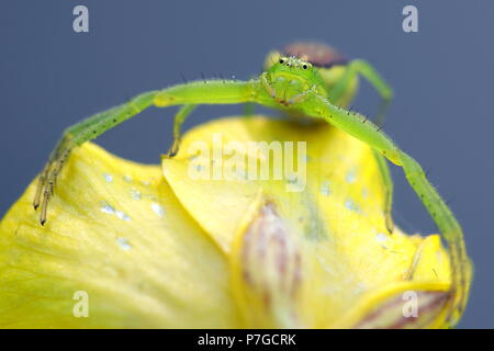 Grüne crab Spider, Diaea dorsata Stockfoto