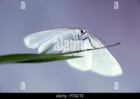 Gemeinsame White Wave motte Cabera pusaria Stockfoto