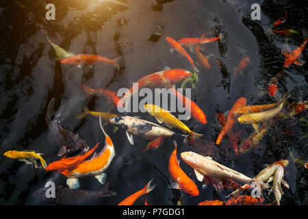 Viele phantastische Karpfen oder Namens Koi Fische schwimmen im Karpfenteich. Stockfoto