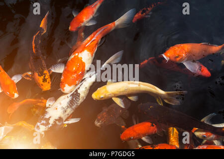 Viele phantastische Karpfen oder Namens Koi Fische schwimmen im Karpfenteich. Sun Licht filter Effekt. Stockfoto