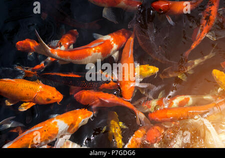 Viele phantastische Karpfen oder Namens Koi Fische schwimmen im Karpfenteich. Stockfoto