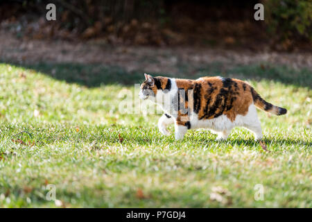 Im freien Calico Katze draussen Jagen, Wandern im Garten, neugierig vor oder Hinterhof oder Haus mit Pfote auf Rasen, grünes Gras Stockfoto