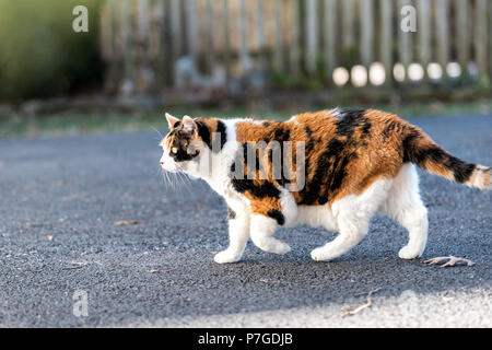 Eine Calico Katze draussen Jagen, Wandern auf gepflasterten Gehweg, Fahrbahn, neugierig vor oder Hinterhof oder Haus mit Zaun, trockene Blätter im Herbst Stockfoto