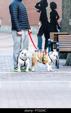 Charlottesville, USA - Januar 10, 2015: Zwei Bulldoggen Hunde mit Besitzer stehen auf der Straße an der Main Street Mall in Downtown, Virginia Stockfoto