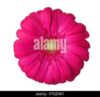 Die gerbera Blume von Magenta Farbe auf weißem Hintergrund. Stockfoto