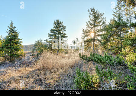 Frost Winter Landschaft mit Pinien und Morgen Sonne Sonnenlicht sunburst durch, hinter Niederlassungen in West Virginia Cranberry Wüste und Eis covere Stockfoto