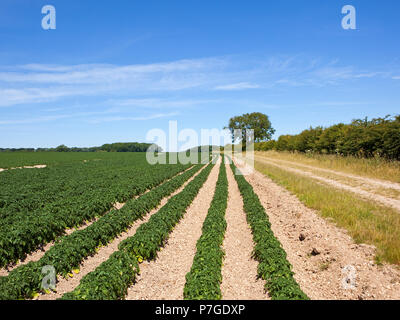 Eine junge kartoffelernte auf kalkhaltigem Boden neben einem reitweg mit einem Aschegehalt, Baum, Wald und Landschaft in der Nähe von warter in einer Hochebene Feld in der Yorkshire Wolds in S Stockfoto