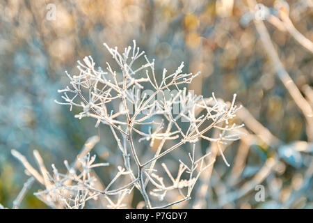 Makro Nahaufnahme von frost Eiskristalle auf trockenem Gras Regenschirm Werk im morgendlichen Sonnenaufgang im Winter, Herbst Stockfoto