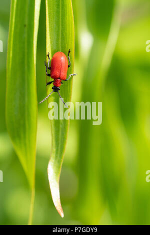 Lily blatt Käfer (Lilioceris lilii), Ungeziefer im Garten Stockfoto