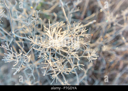 Makro Nahaufnahme von frost Eiskristalle auf trockenem Dach Werk im morgendlichen Sonnenaufgang im Winter, Herbst Stockfoto