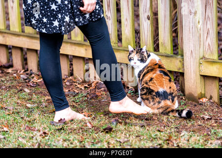 Zurück Calico Katze sitzt, Frau, Besitzerin zusammen, neugierig, erkunden Haus Hinterhof von Garten Holzzaun, grünes Gras im Herbst, wi Stockfoto