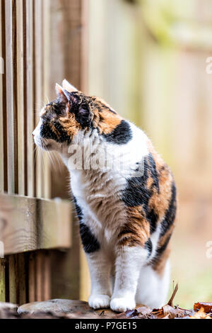 Nahaufnahme des Calico Cat, neugierig, Erkundung, Holzzaun Haus und Garten im Hinterhof Stockfoto