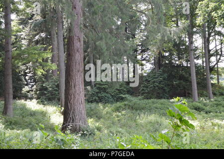 Dunkeld Perthshire, den Fluss Tay und Woods bei Dunkeld Kathedrale Stockfoto