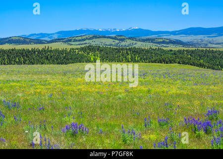 Wildblumen in der Wiese des oberen Smith River Basin in der Nähe von White Sulphur Springs, Montana Stockfoto