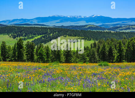 Wildblumen in der Wiese des oberen Smith River Basin in der Nähe von White Sulphur Springs, Montana Stockfoto