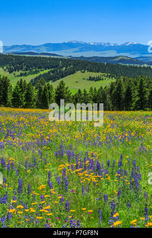 Wildblumen in der Wiese des oberen Smith River Basin in der Nähe von White Sulphur Springs, Montana Stockfoto