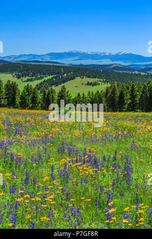 Wildblumen in der Wiese des oberen Smith River Basin in der Nähe von White Sulphur Springs, Montana Stockfoto